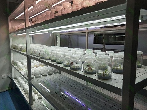 雷山植物组织培养实验室设计建设方案